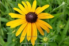 Rudbeckia fulgida var. speciosa