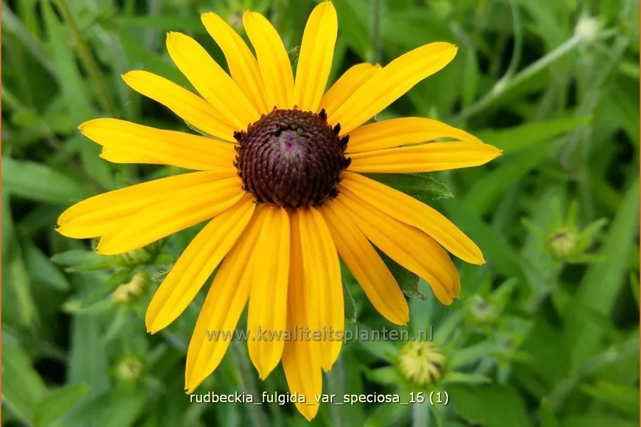 Rudbeckia fulgida var. speciosa