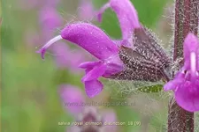 Salvia 'Royal Crimson Distinction' Staude im 9x9 cm Vierecktopf