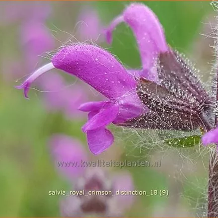 Salvia 'Royal Crimson Distinction'