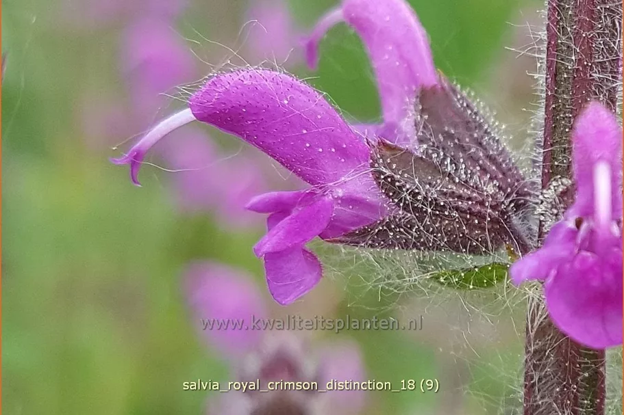Salvia 'Royal Crimson Distinction' Staude im 9x9 cm Vierecktopf