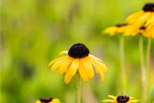 Rudbeckia fulgida var. speciosa