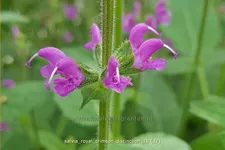 Salvia 'Royal Crimson Distinction' Staude im 9x9 cm Vierecktopf
