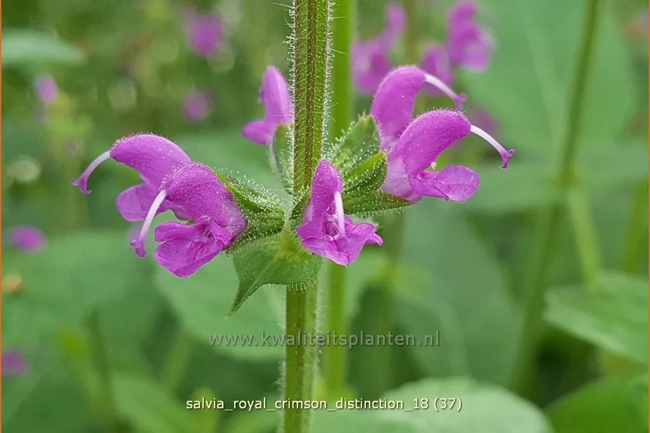 Salvia 'Royal Crimson Distinction' Staude im 9x9 cm Vierecktopf