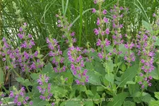 Salvia 'Royal Crimson Distinction' Staude im 9x9 cm Vierecktopf