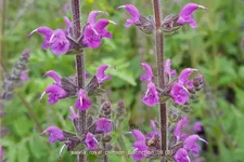 Salvia 'Royal Crimson Distinction' Staude im 9x9 cm Vierecktopf