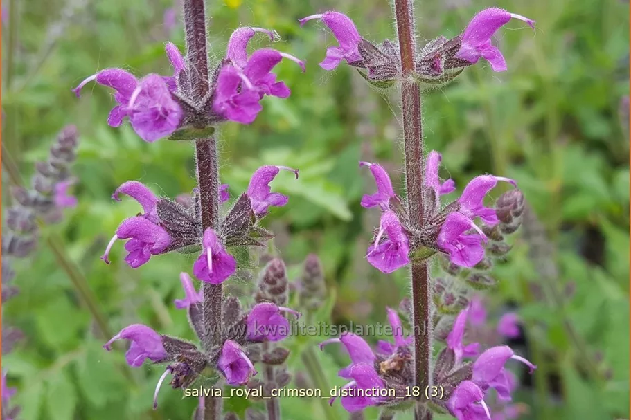 Salvia 'Royal Crimson Distinction' Staude im 9x9 cm Vierecktopf