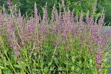 Salvia 'Royal Crimson Distinction' Staude im 9x9 cm Vierecktopf