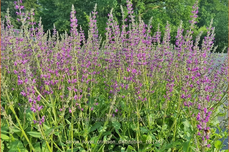 Salvia 'Royal Crimson Distinction' Staude im 9x9 cm Vierecktopf