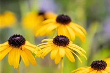 Rudbeckia fulgida var. speciosa