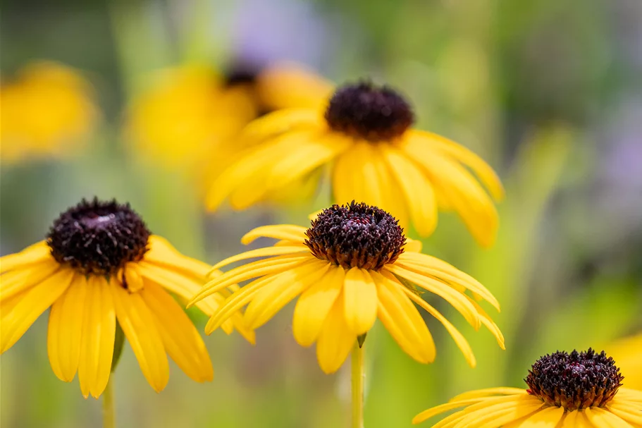 Rudbeckia fulgida var. speciosa