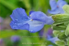 Salvia azurea var. grandiflora