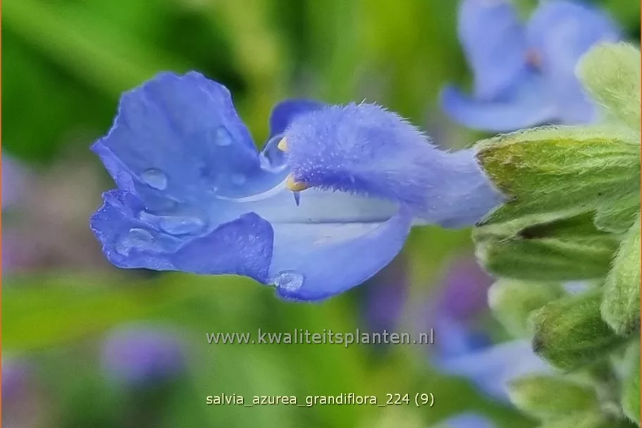 Salvia azurea var. grandiflora
