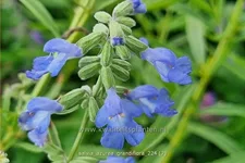 Salvia azurea var. grandiflora