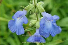 Salvia azurea var. grandiflora