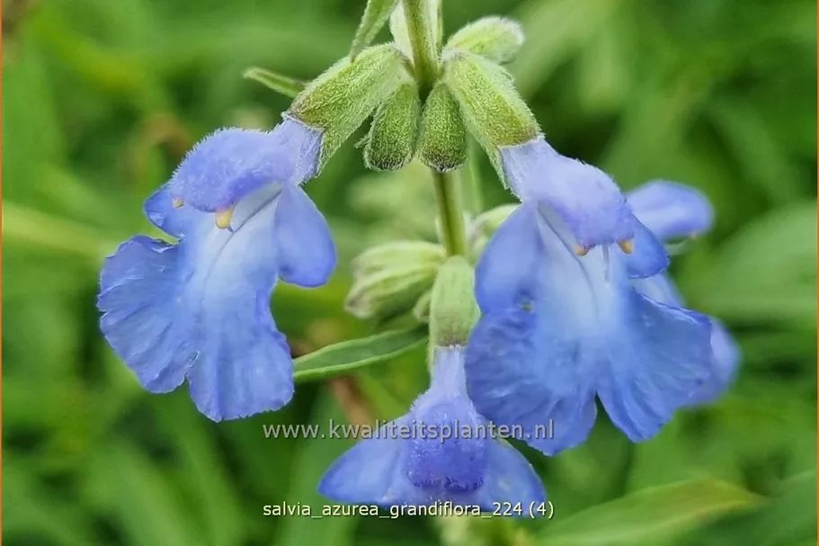 Salvia azurea var. grandiflora