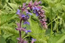 Salvia 'Saxdorf'