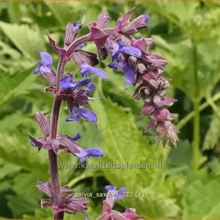 Salvia 'Saxdorf'