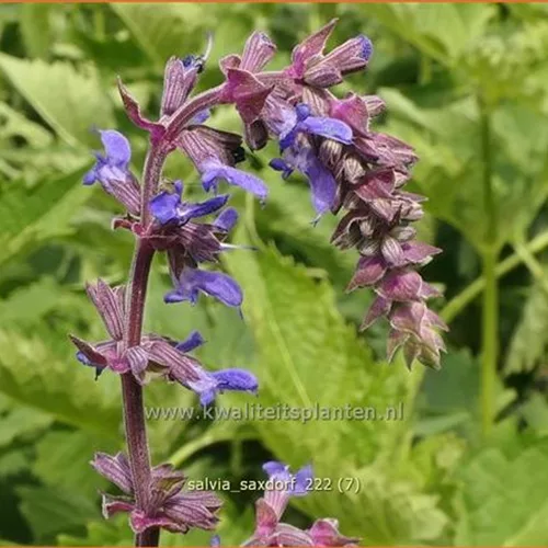 Salvia 'Saxdorf'