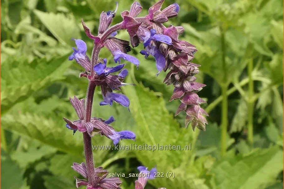 Salvia 'Saxdorf'