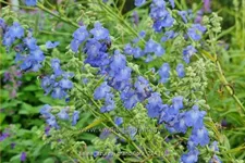 Salvia azurea var. grandiflora