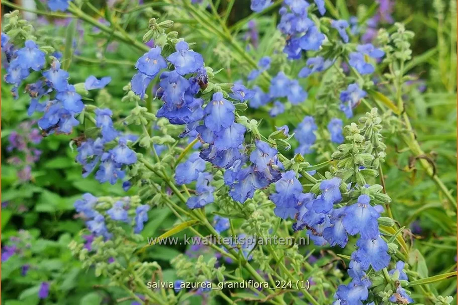 Salvia azurea var. grandiflora