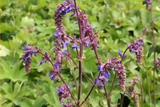 Salvia 'Saxdorf'