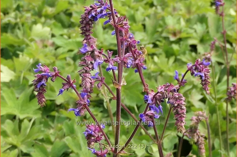 Salvia 'Saxdorf'