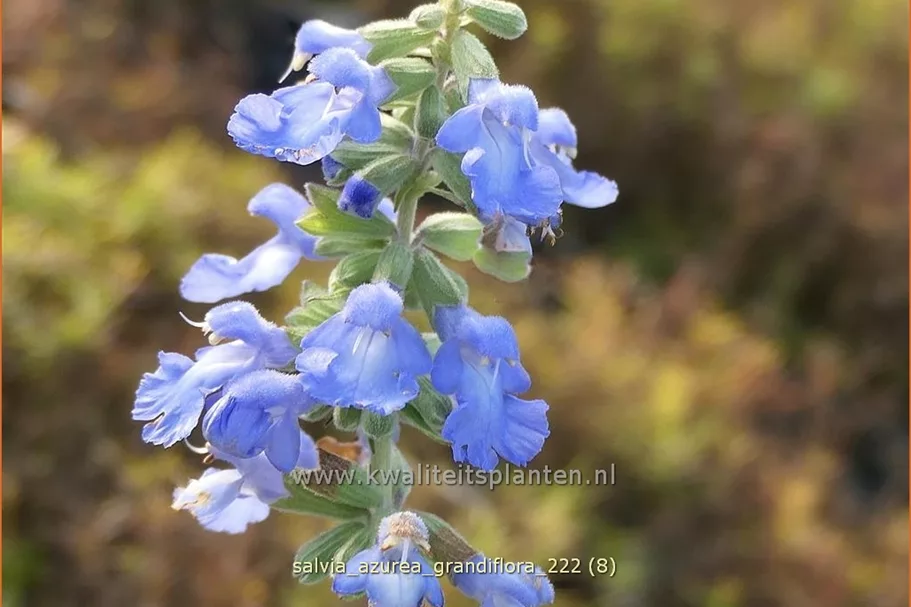 Salvia azurea var. grandiflora