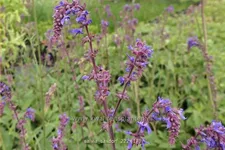 Salvia 'Saxdorf'