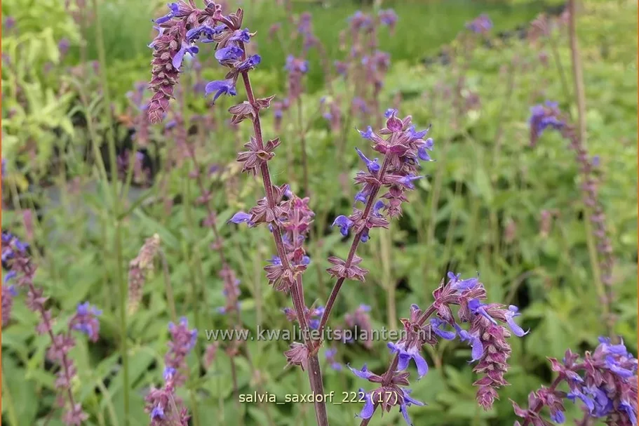 Salvia 'Saxdorf'