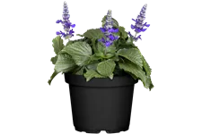 Salvia azurea var. grandiflora