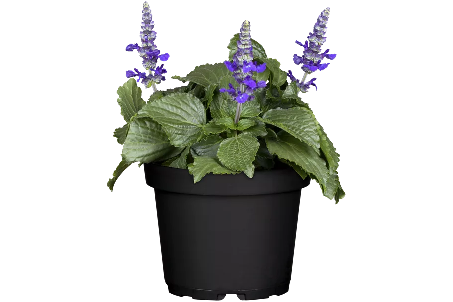 Salvia azurea var. grandiflora