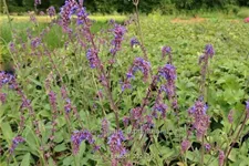 Salvia 'Saxdorf'