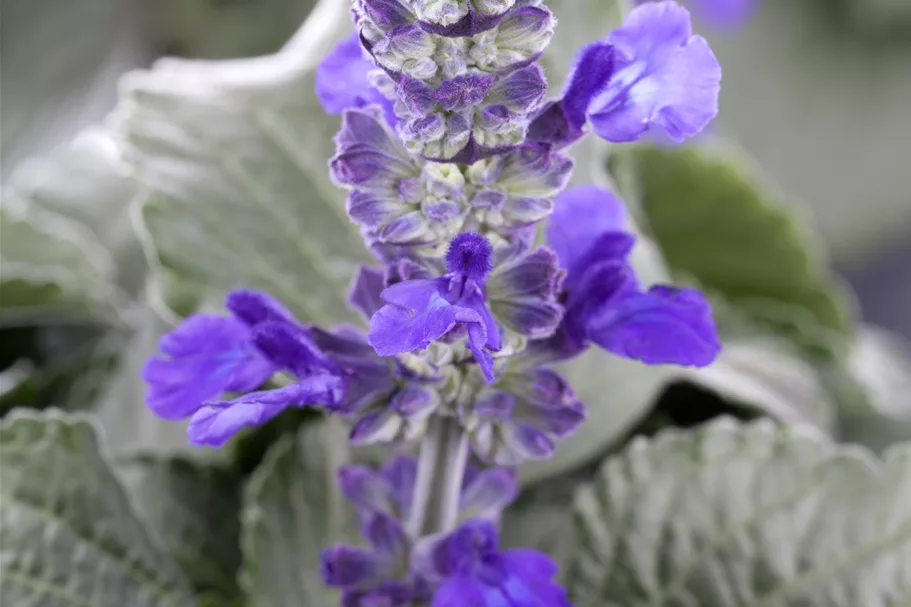 Salvia azurea var. grandiflora