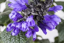 Salvia azurea var. grandiflora