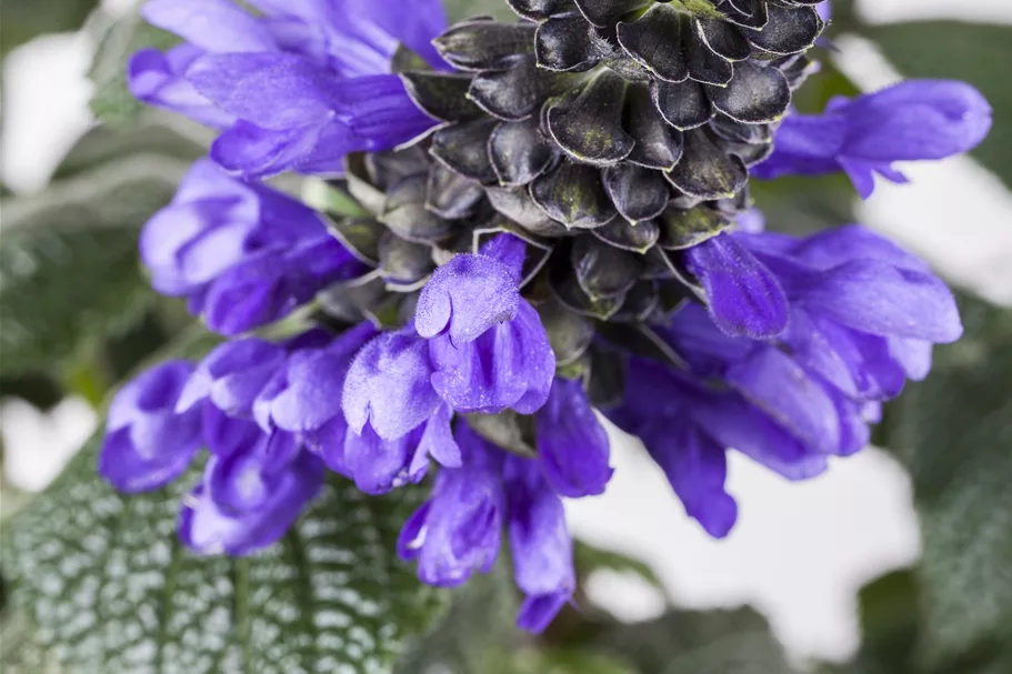 Salvia azurea var. grandiflora