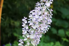 Salvia sclarea
