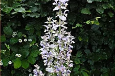 Salvia sclarea