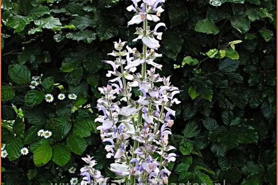 Salvia sclarea
