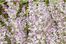 Salvia sclarea
