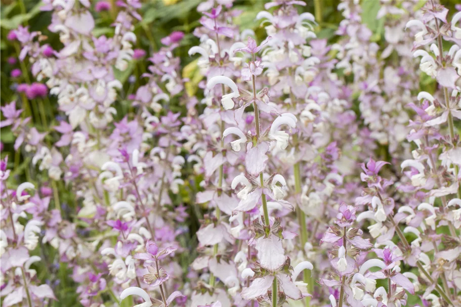 Salvia sclarea