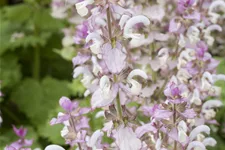Salvia sclarea