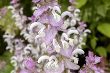 Salvia sclarea