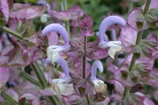 Salvia sclarea