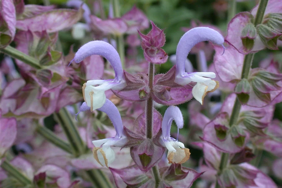 Salvia sclarea