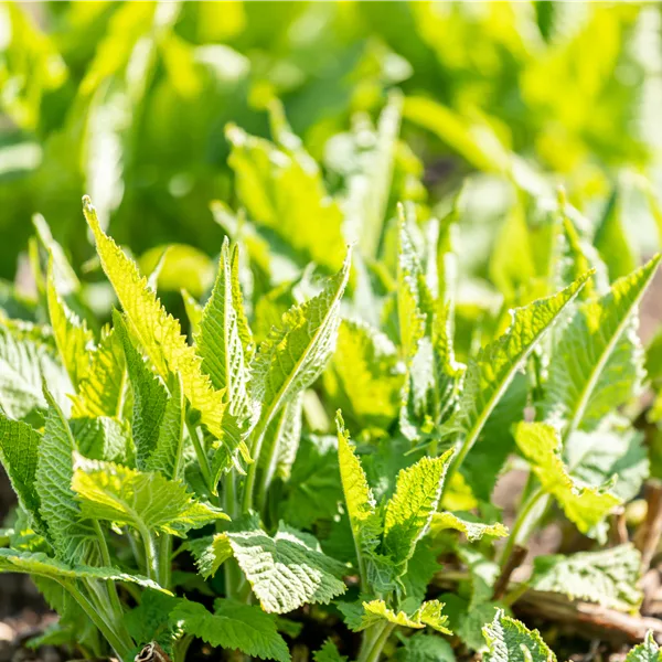 Salvia glutinosa