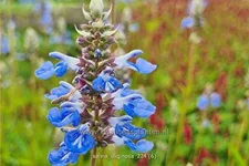 Salvia uliginosa