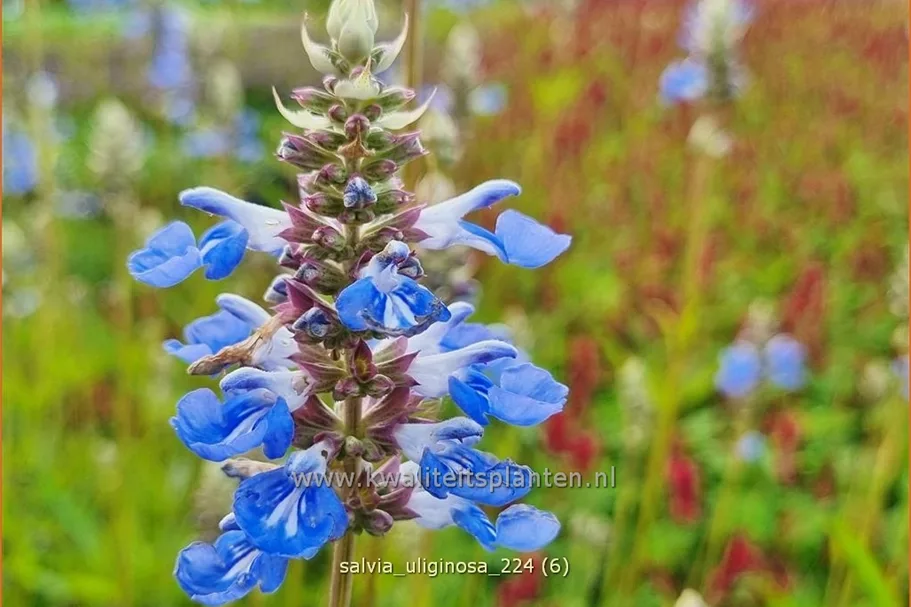 Salvia uliginosa