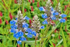 Salvia uliginosa